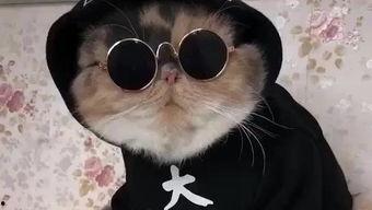 吃瓜娱乐的喵哥是谁啊视频